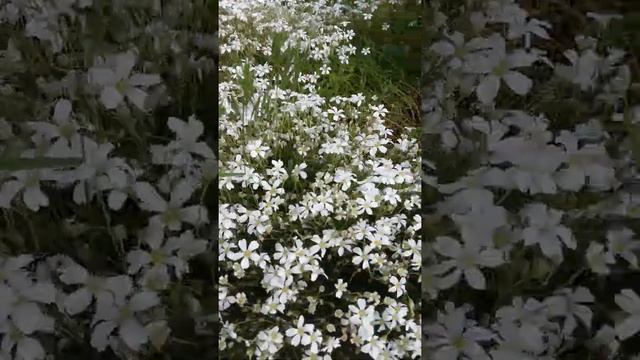 Как Ева помогала садить сальвию бабушке🌺