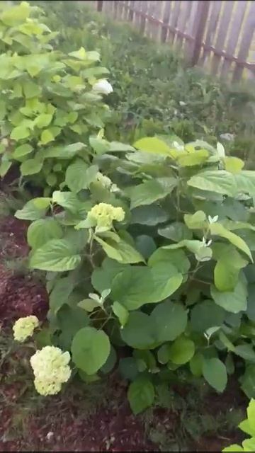 гортензия аннабель в этом году выросла, в след. видео п