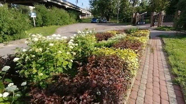 Пузыреплодник калинолистный смотреть онлайн