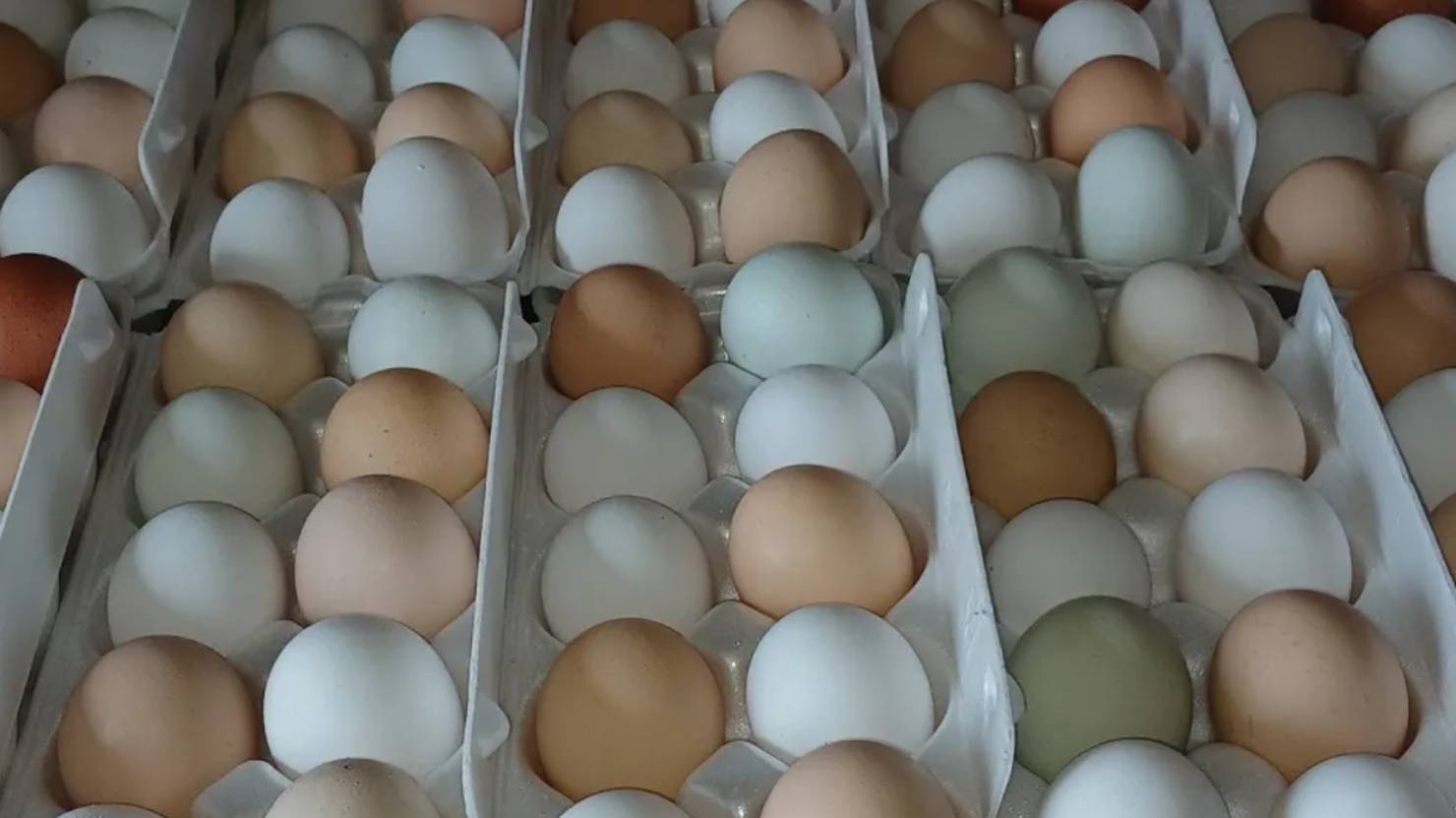 КУРЫ ЗАВАЛИВАЮТ ЯЙЦОМ!!! СМОТРИ И ДЕЙСТВУЙ!!! 05.06.2025 год. смотреть онлайн