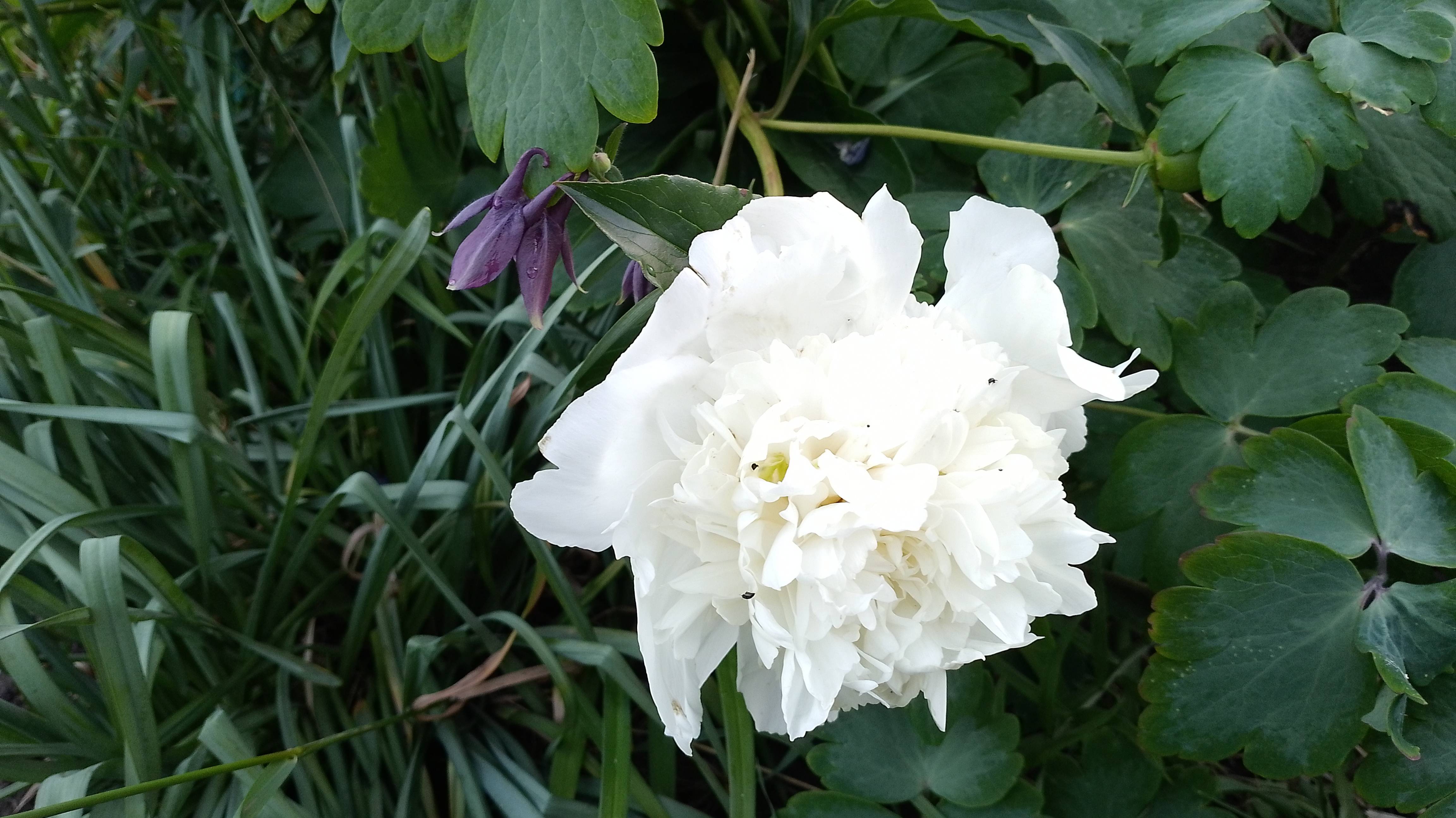 Влог. Получила подарочек от подписчицы Сад преображается. Со мной случилась анекдотическая история смотреть онлайн