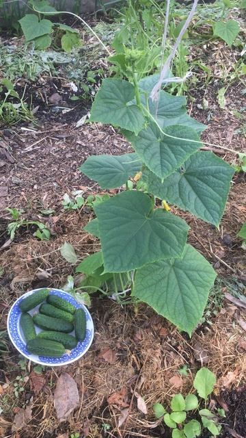Огурчик подскажет в чем нуждается #огурцы #подкормки #огород #Верадача смотреть онлайн