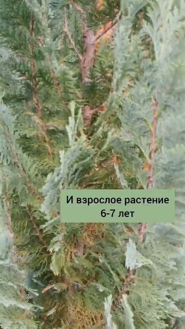 #сад #огород #можжевельник смотреть онлайн