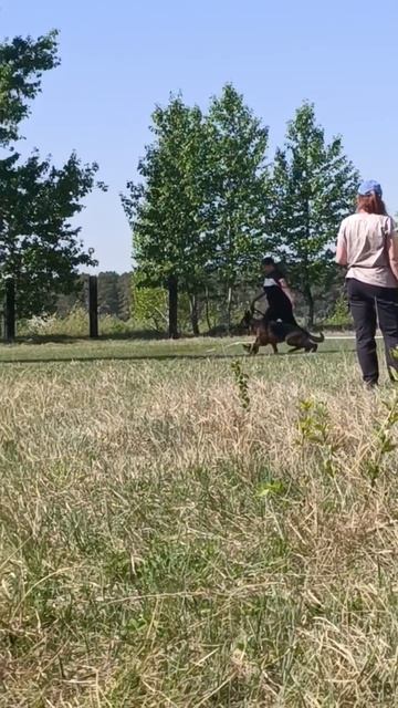 Зависть Богов ГЕРМИОНА - №27. КЧК АНГАРСК 25 мая`25 Ю.Скиба Моно немецких овчарок