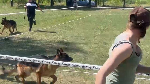 ЮНИОРЫ СУКИ / КЧК АНГАРСК 25 мая`25 Ю.Скиба Моно немецких овчарок