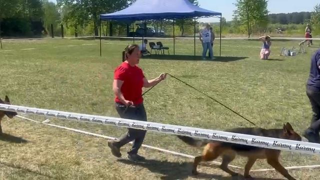 ЮНИОРЫ СУКИ / КЧК АНГАРСК 25 мая`25 Ю.Скиба Моно немецких овчарок