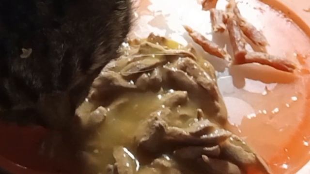 Коты снова едят и оценивают premium корм | t.me/nashikoshechki • @nash смотреть онлайн