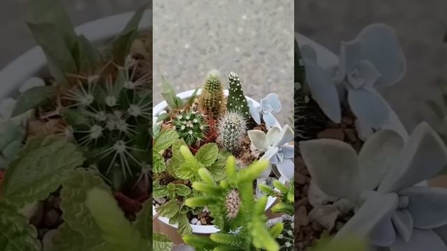 Мини-САДики -суккуленты #релакс #цветы #выставка смотреть онлайн