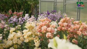 ЛЕТНЕЕ ТУРНЕ 2024  В ГОСТЯХ ТАТЬЯНА ЩЕДРИНА