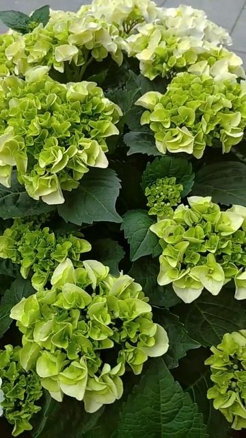 Гортензии смотреть онлайн