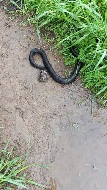 Уж ест лягушку