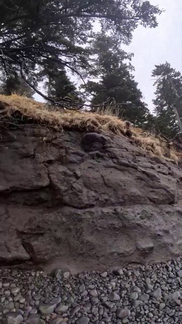 Ель над обрывом. Остров Шикотан #курилы #шикотан смотреть онлайн