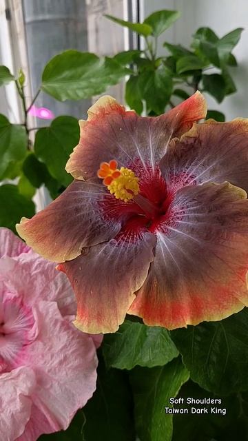 Сортовые гибискусы с отправкой по всему Казахстану. смотреть онлайн