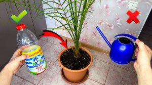 Больше НЕ ИСПОЛЬЗУЮ ЛЕЙКУ для ПОЛИВА КОМНАТНЫХ РАСТЕНИЙ! Теперь пользуюсь ПЛАСТИКОВОЙ БУТЫЛКОЙ!