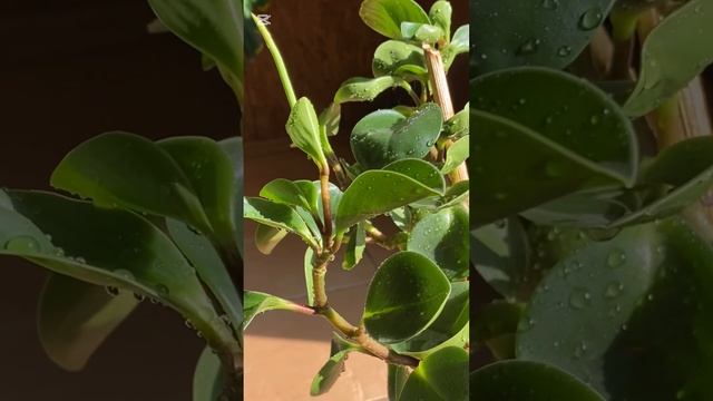 Пеперомия туполистная, цветение, подкормка. смотреть онлайн