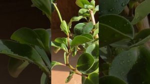 Пеперомия туполистная, цветение, подкормка.