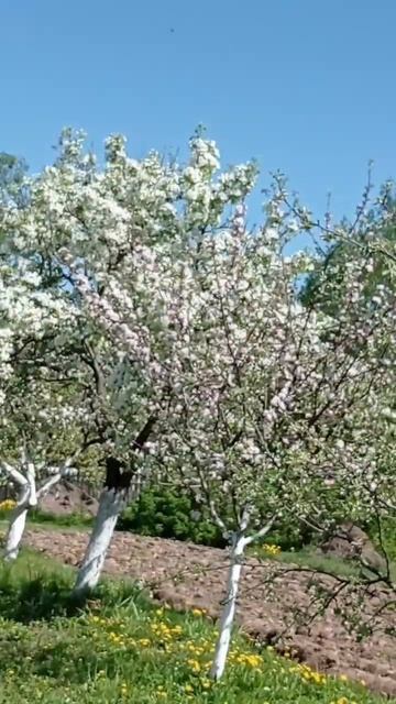 Беларусь.Мир.Труд.Май. #беларусь #россия #история #чело смотреть онлайн