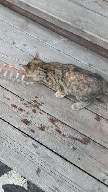 Живет на крыльце #ищетдом #котенок Малышу 3 месяца. Жде? смотреть онлайн