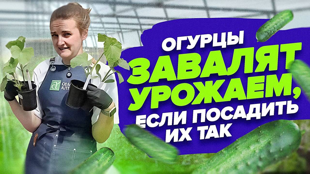 КАК ВЫСАДИТЬ РАССАДУ ОГУРЦОВ В ГРУНТ ПРАВИЛЬНО ДЛЯ БОЛЬШОГО УРОЖАЯ смотреть онлайн