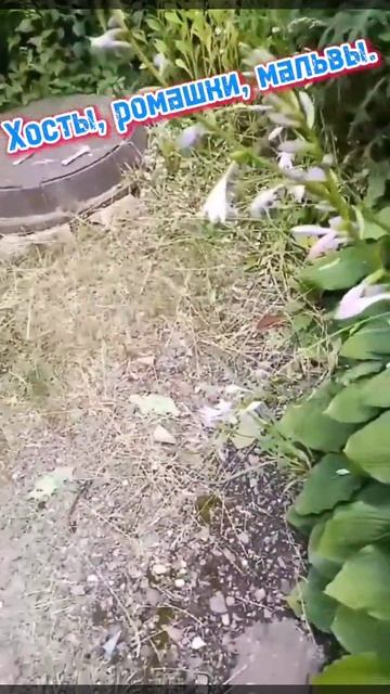 Хосты, ромашки, мальвы. смотреть онлайн