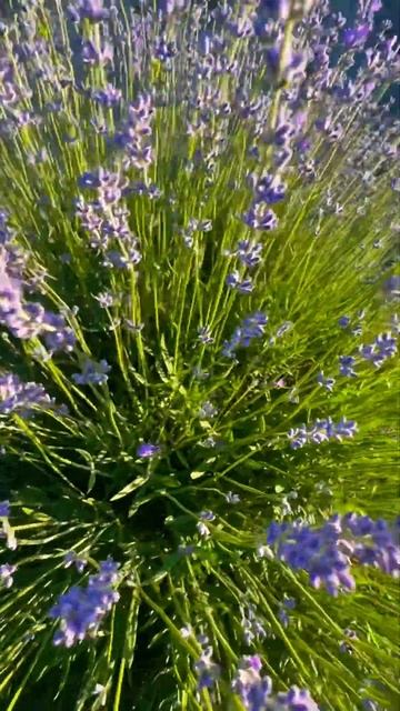 3 июня 2024 Лаванда #анапа смотреть онлайн