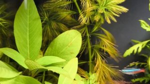 ❗Месяц после запуска умного аквариума Xiaomi  . Первые во