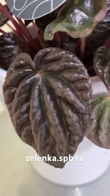 Пеперомия Ред Луна 11/25 смотреть онлайн