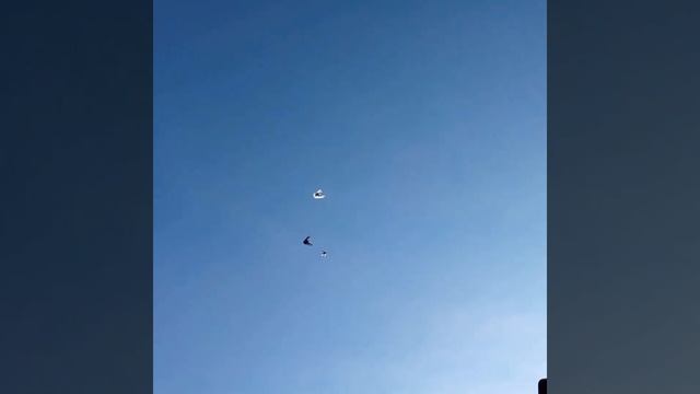 Голуби на прогулке!! Полет голубей. Безенчук смотреть онлайн