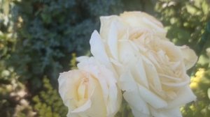 588.# Роза Анна Молинари🌹Видео ответ на вопросы зрител?