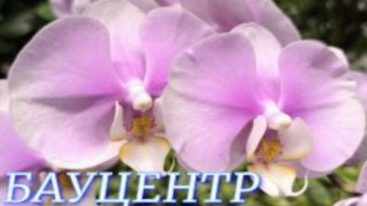 №1086/ СВЕЖИЕ чудесные ОРХИДЕИ в БАУЦЕНТРЕ смотреть онлайн