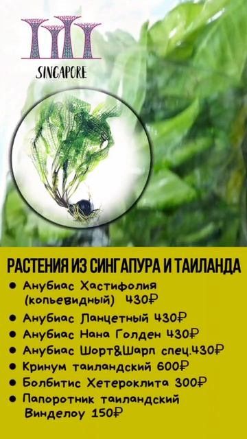 Апоногетоны из Сингапура смотреть онлайн