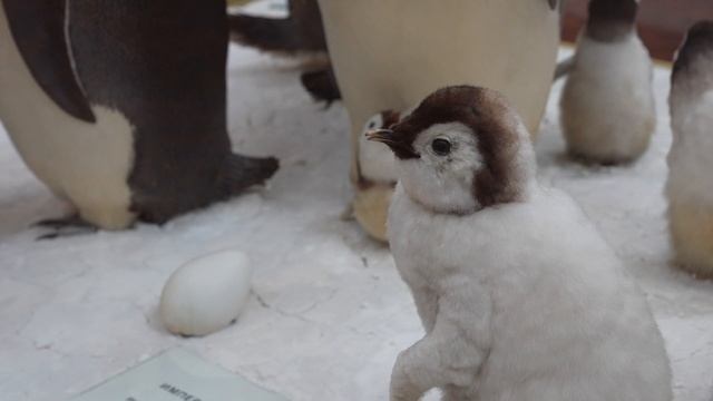 Императорские пингвины