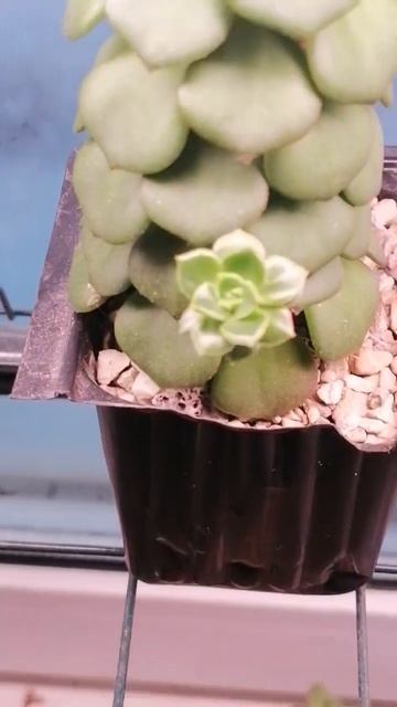 детка летиции смотреть онлайн