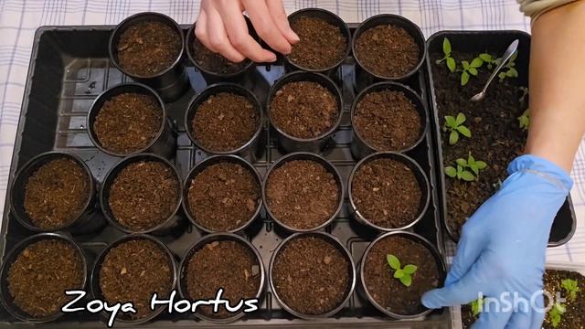 РАССАДА/ ГЕЛИОТРОП и БАКОПА/ РАССАЖИВАЮ/ ОБЗОР/ #garden #pl смотреть онлайн