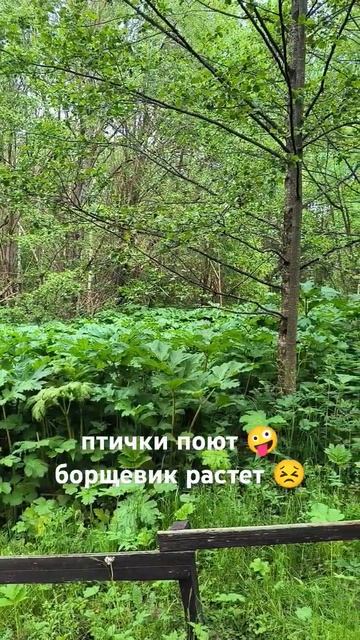 Птички поют, борщевик растет. смотреть онлайн