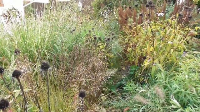 Осенний марафон: поздние цветы моего сада