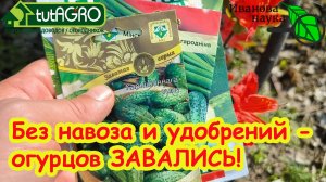 300 % УРОЖАЯ ОГУРЦОВ! Так сажала огурцы еще моя прабабушка! Теплые грядки для огурца с гарантией.