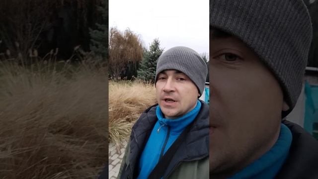 Догляд Пеннісетум. Зрізати на зиму траву Пеннісетум,Щ? смотреть онлайн