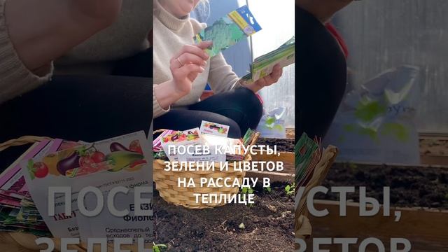 ПОСЕВ КАПУСТЫ, ЗЕЛЕНИ И ЦВЕТОВ НА РАССАДУ В ТЕПЛИЦЕ #ра смотреть онлайн