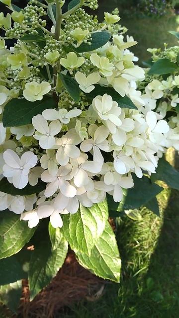 гортензия Пинки Винки, шикарная.