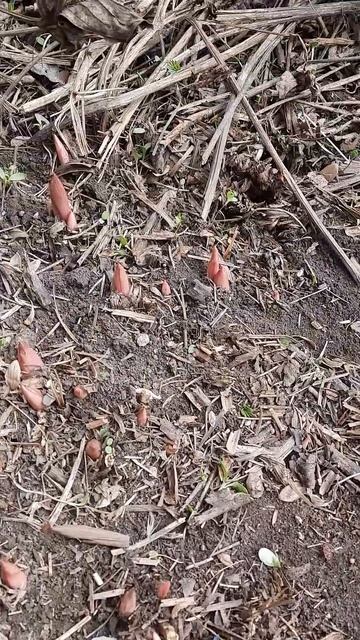 пионы часть 1. 11 апреля 2025 г. смотреть онлайн