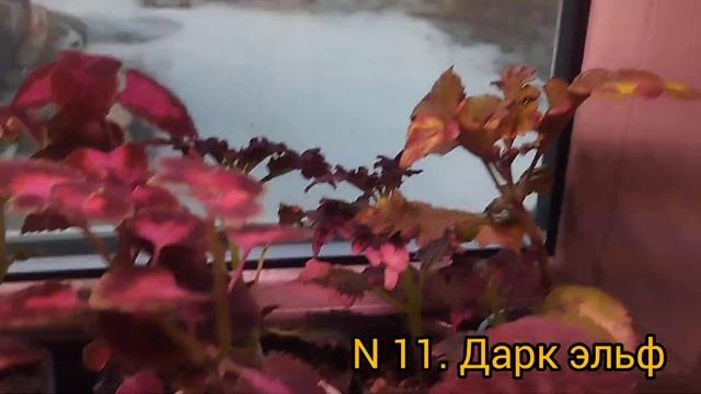Видео-каталог моей коллекции колеусов. Выпуск 2 смотреть онлайн