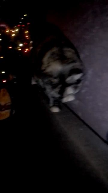 Кошки устали от Нового года. Барсик объелся и не может встать, а Ксюша перешла на хвойную диету.