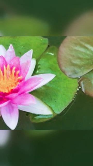 Водяные лилии #shorts #flowers #цветы смотреть онлайн