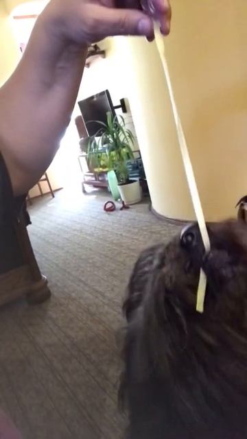 Поедатель спагетти . Есть конечно еда и повкуснее, нож? смотреть онлайн