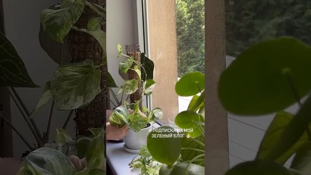 СЕКРЕТЫ УКОРЕНЕНИЯ ЧЕРЕНКОВ смотреть онлайн