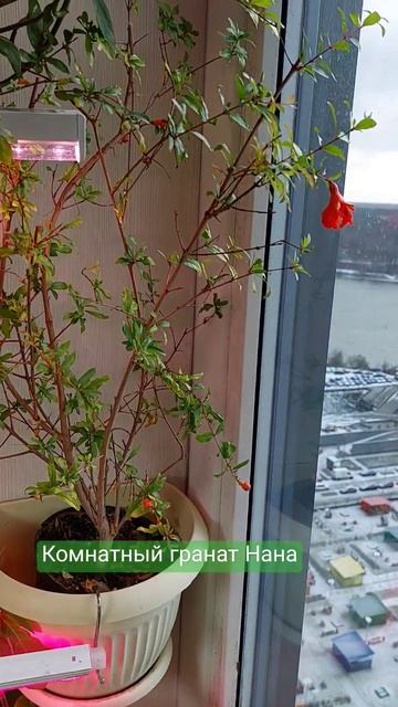 Гранат Нана 10.04.2025 #plants #nature #саднабалконе #garden