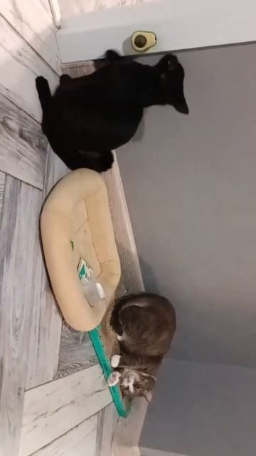 Девки кайфуют #Дуня #Бэгги #кошки #cat #мята смотреть онлайн