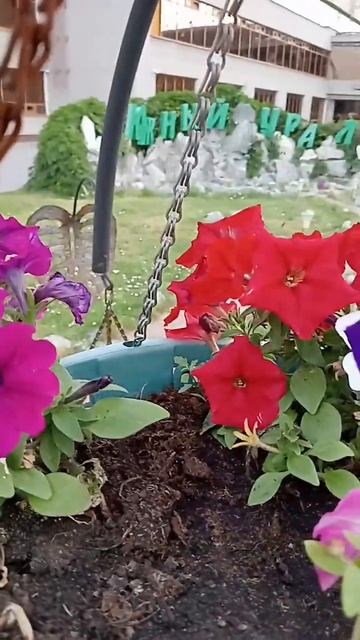 Петуния пикоти нарядна всё лето.Южный Урал.Chelyabinsk city.Jun