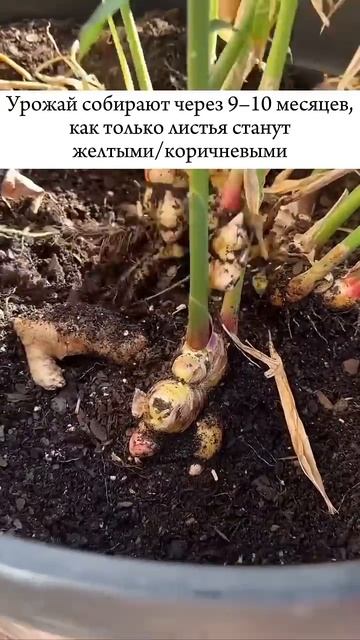 Урожай имбиря из одного саженца круглый год! #дача #ого смотреть онлайн